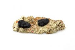 9468a46d-e32c-4258-8dda-61c7d8ded07f_l