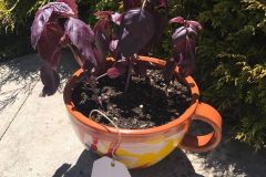 Purple basil plant growing in a colorful oversized ceramic teacup planter, with a tag labeled 'Basil,' sitting outdoors in the sun.