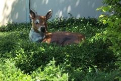 A realistic painted deer statue resting in a lush green garden bed against the exterior wall of a building, partially hidden among low-growing plants and small blue flowers.